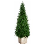   Crystal Trees  180  
