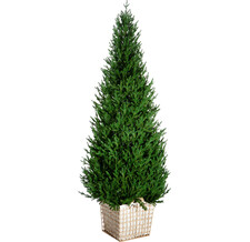   Crystal Trees  180  